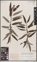 Foto von Salix bonplandiana Kunth